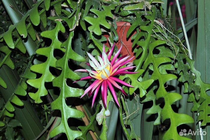 Эпифиллумы