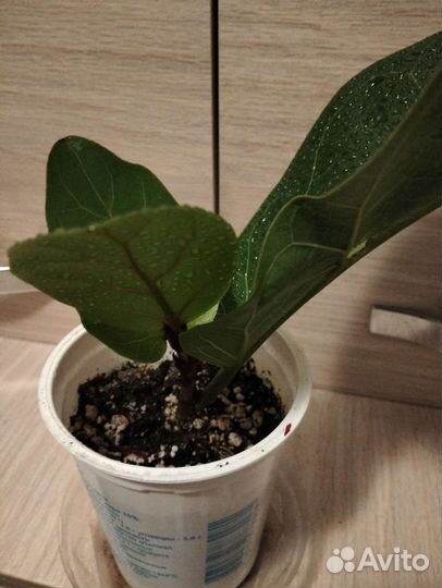 Фикус лирата бамбино