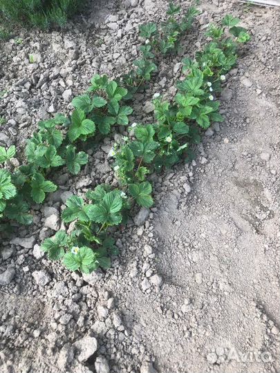 Клубника, усы клубники, саженцы клубники