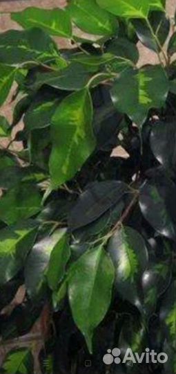 Фикусы Бенджамина:Регидан и Денилайт