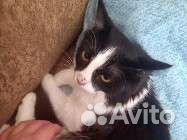 Кошка в дар