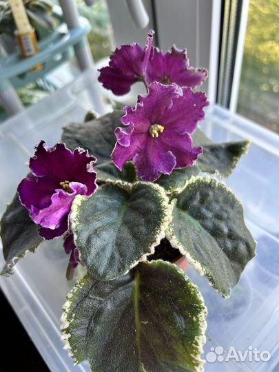 Детки сортовых фиалок