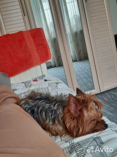 Передержка домашних животных