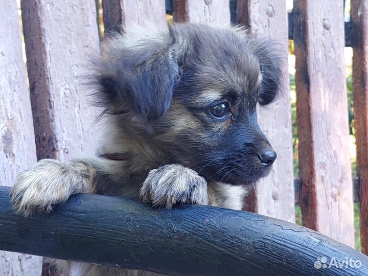 Мелкашечка 3 мес