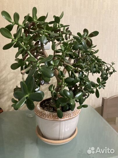 Толстянка портулаковая