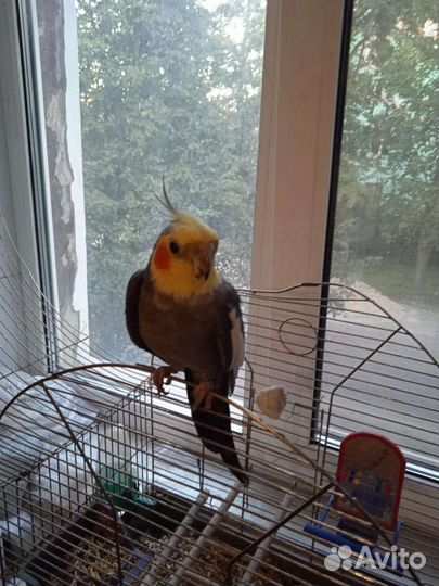 Попугай корелла с клеткой