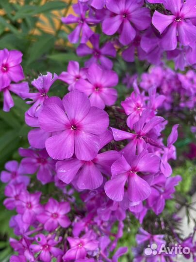 Флокс метельчатый