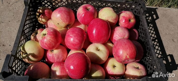 Продам зимние яблоки
