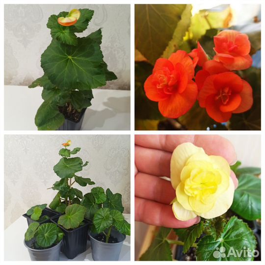 Бегония элатиор, ампельная красная