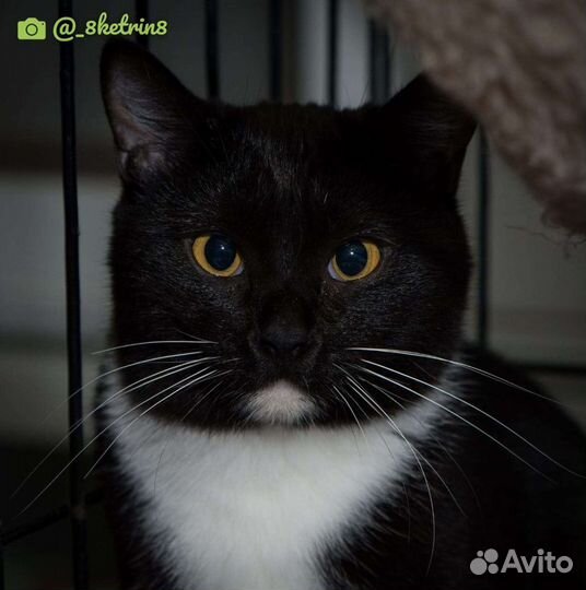 Отдам кошечку Ванессу