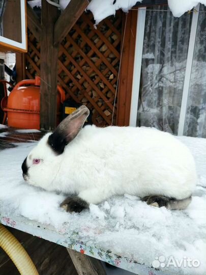 Калифорния, кролик, кроль