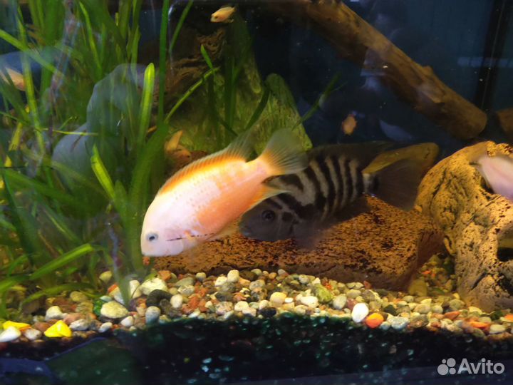 Аквариумные рыбки цихлиды