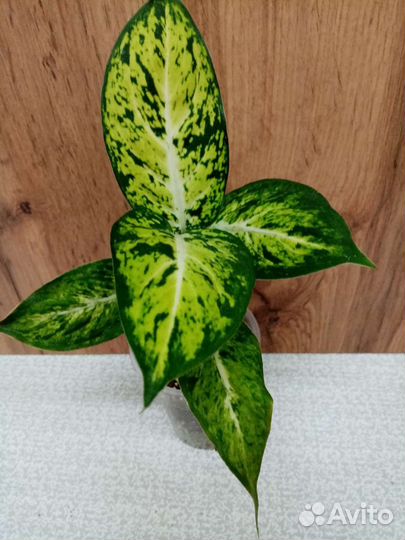 Педилантус, эпипремнум, дифинбахия