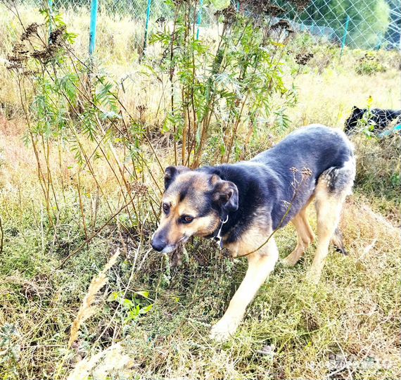 Собаке очень нужен дом