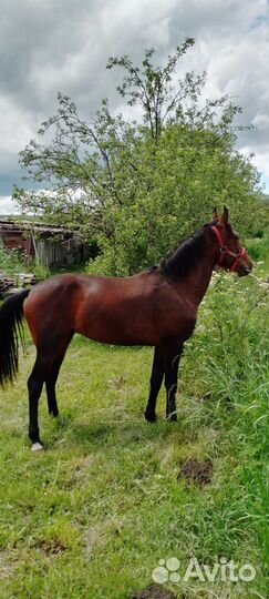 Лошадь жеребец