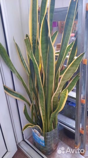 Сансевиерия,щучий хвост