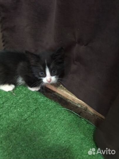 Котята ждут вас