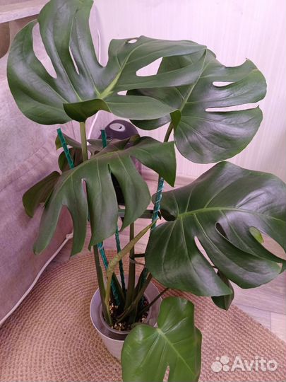 Крупномеры:Монстера,фикус Эластика,фикус Наташа