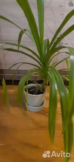 Панданус. Винтовая пальма