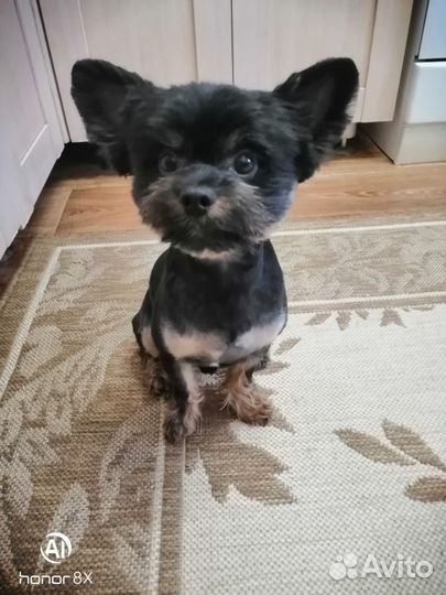 Йоркширский терьер