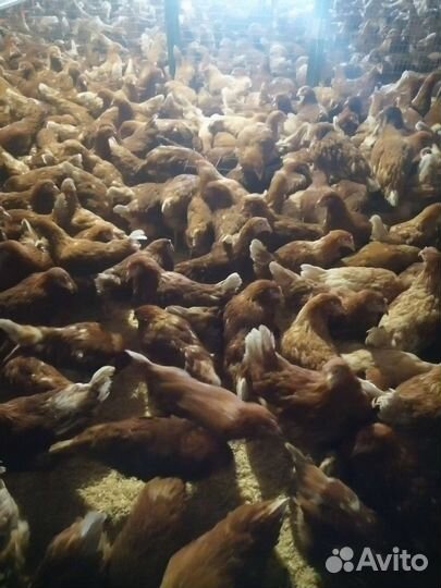 Куры молодки