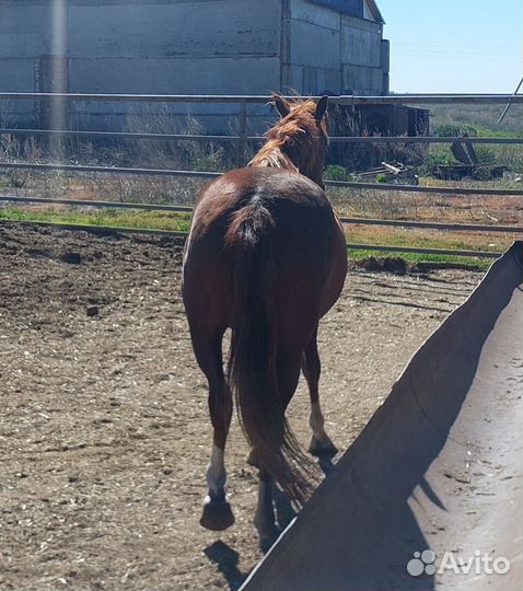 Продам лошадь