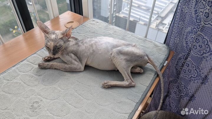Кошка сфинкс бесплатно