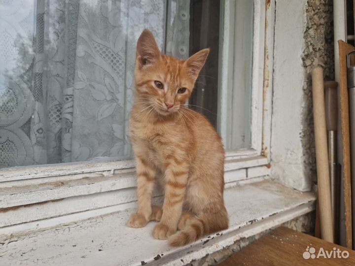Отдам в добрые руки