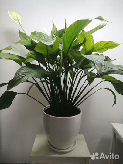 Спатифиллум