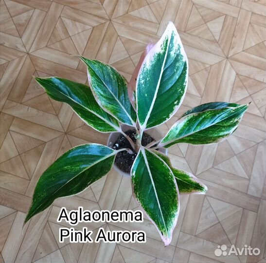 Аглаонема Pink Aurora / Пинк Аврора