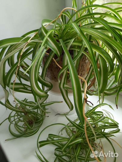 Хлорофитум