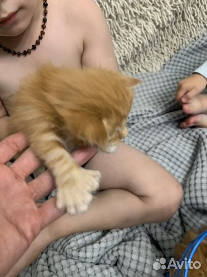 Котята Мейн-кун полидакт