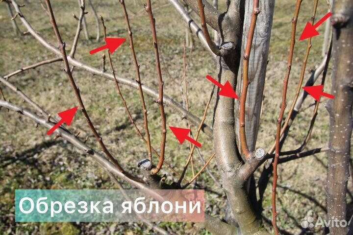 Обрезка плодовых деревьев