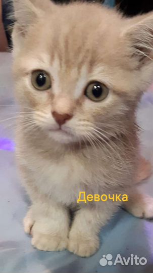 Британские котята