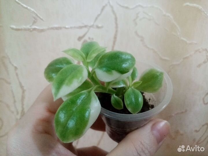 Аптения вариегатная от 50руб