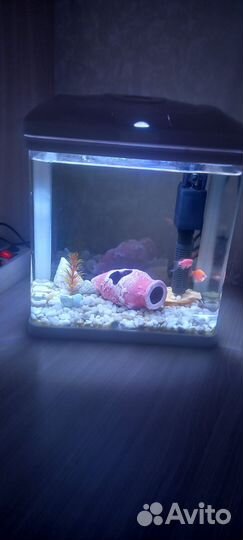 Аквариум