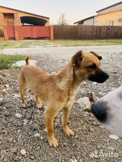 Собака малышка