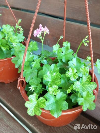 Плющелистная пеларгония