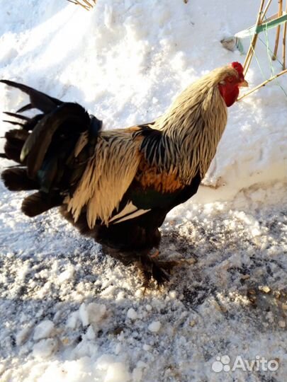 Петух брама