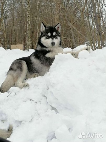 Сибирский хаски вязка