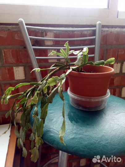 Декабрист в горшке