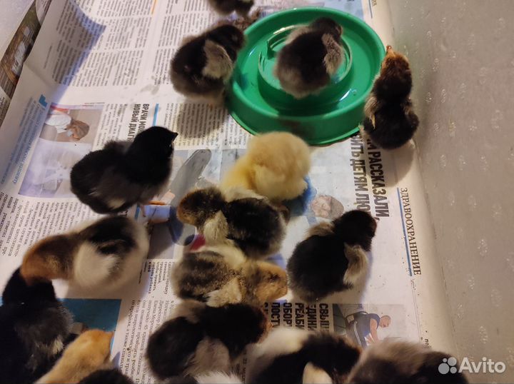 Цыплята кохинхин карликовый золото окаймленое