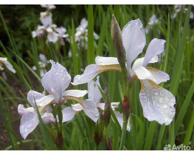 Ирис сибирский Mrs Rowe
