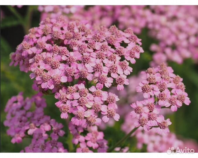 Тысячелистник обыкновенный Lilac Beauty