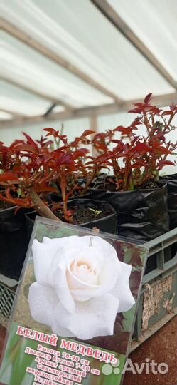 Английская Роза кустовая и плетистая