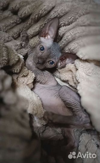 Канадский сфинкс котенок