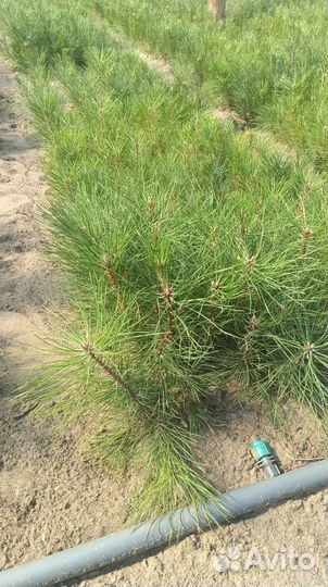 Крымская сосна