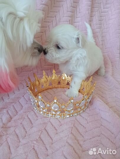 Собаки Мальтезе