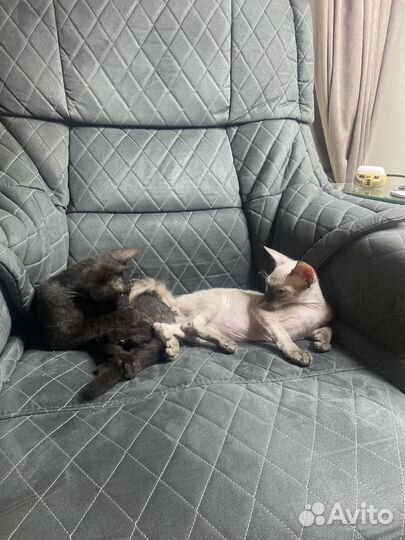 Котенок сфинкс
