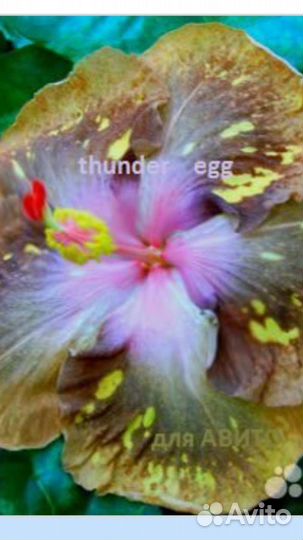 Гибискус сортовой